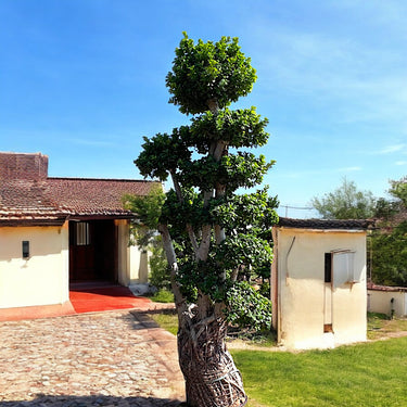 Ficus Panda Multi Head